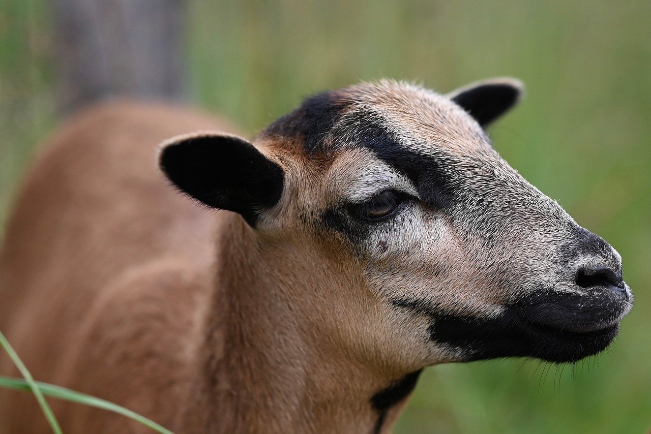 découvrez le cameroun, pays d'afrique centrale riche en diversité culturelle, paysages variés et destinations touristiques incontournables. explorez son histoire, sa cuisine, ses traditions et ses atouts économiques.